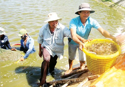 Farmers harvest shrimp in the Mekong Delta province of Soc Trang (Photo: SGGP) Farmers harvest shrimp in the Mekong Delta province of Soc Trang (Photo: SGGP)